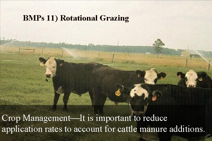 BMPs 11) Rotational Grazing Crop Management¾It is important to reduce application rates to account