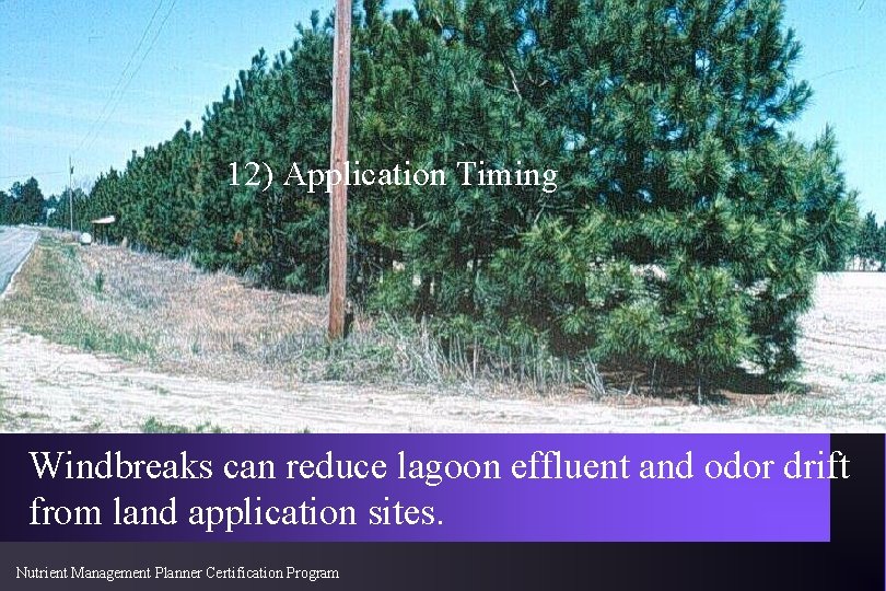 12) Application Timing Windbreaks can reduce lagoon effluent and odor drift from land application