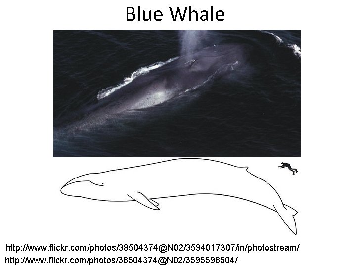 Blue Whale http: //www. flickr. com/photos/38504374@N 02/3594017307/in/photostream/ http: //www. flickr. com/photos/38504374@N 02/3595598504/ 