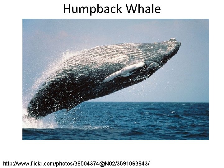 Humpback Whale http: //www. flickr. com/photos/38504374@N 02/3591063943/ 