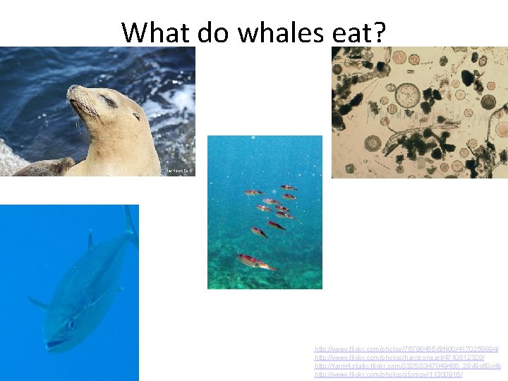 What do whales eat? http: //www. flickr. com/photos/76798465@N 00/4170258894/ http: //www. flickr. com/photos/harrisonearl/4710812328/ http: