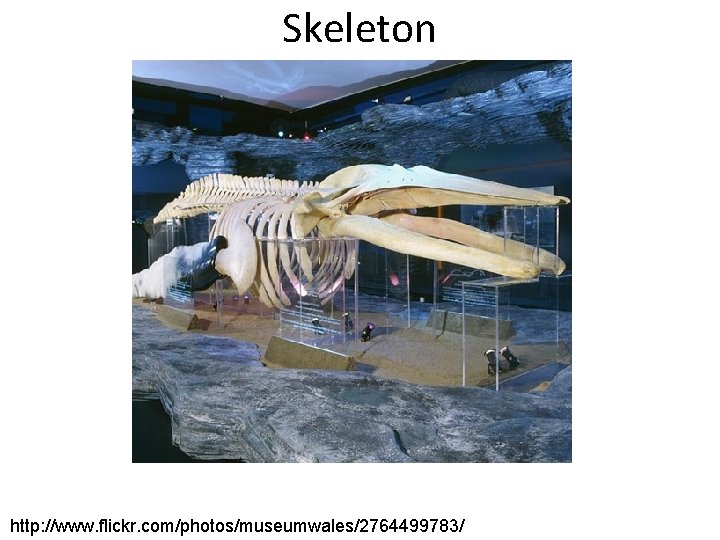 Skeleton http: //www. flickr. com/photos/museumwales/2764499783/ 