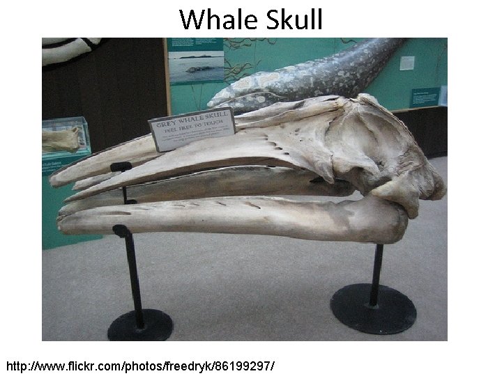 Whale Skull http: //www. flickr. com/photos/freedryk/86199297/ 