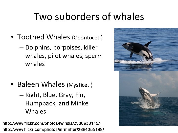 Two suborders of whales • Toothed Whales (Odontoceti) – Dolphins, porpoises, killer whales, pilot
