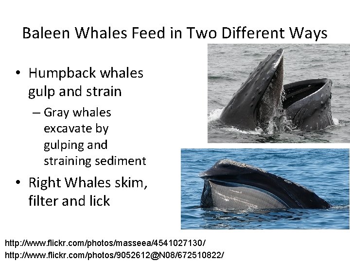 Baleen Whales Feed in Two Different Ways • Humpback whales gulp and strain –