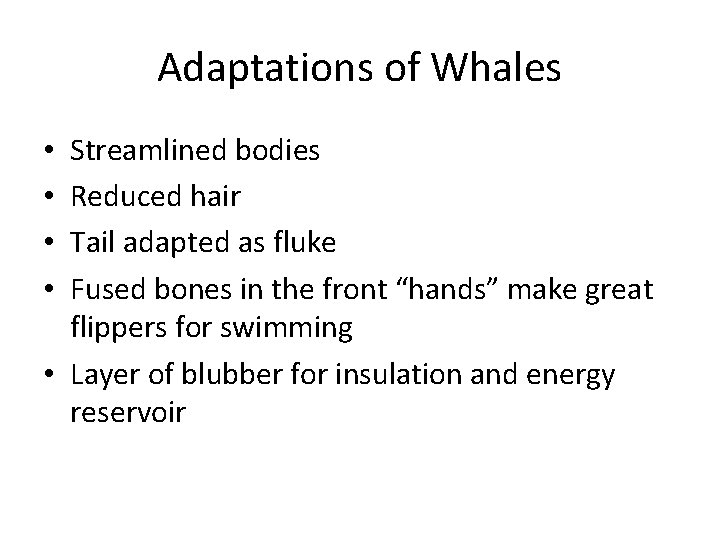 Adaptations of Whales Streamlined bodies Reduced hair Tail adapted as fluke Fused bones in