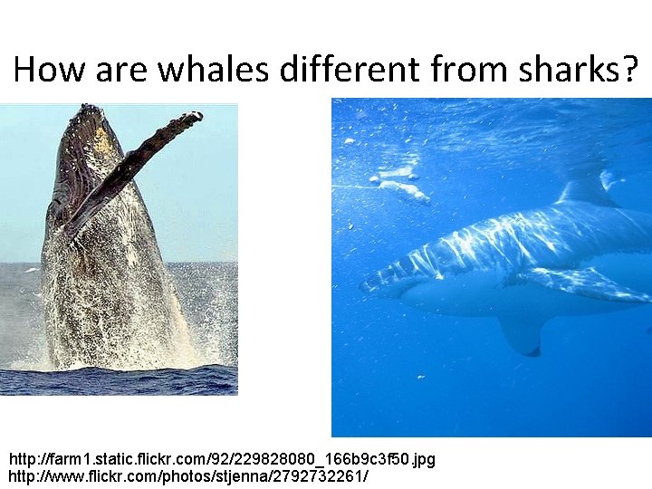 How are whales different from sharks? http: //farm 1. static. flickr. com/92/229828080_166 b 9