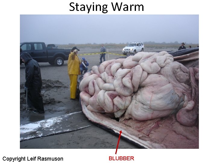 Staying Warm Copyright Leif Rasmuson BLUBBER 