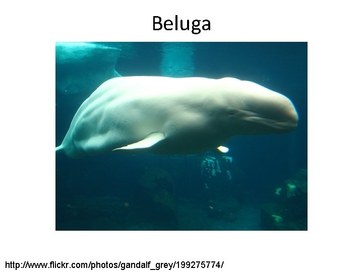 Beluga http: //www. flickr. com/photos/gandalf_grey/199275774/ 