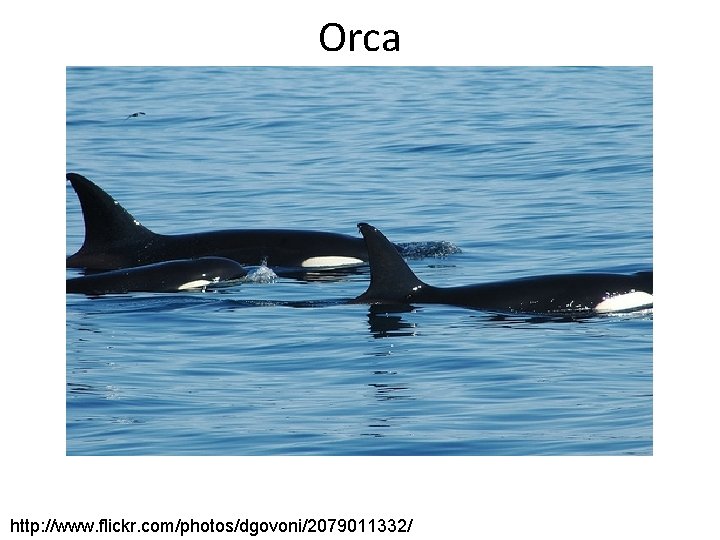 Orca http: //www. flickr. com/photos/dgovoni/2079011332/ 