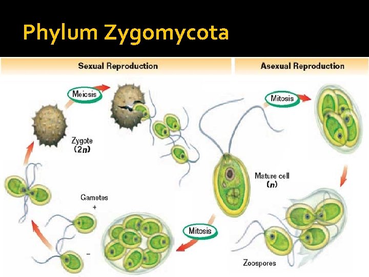 Phylum Zygomycota 