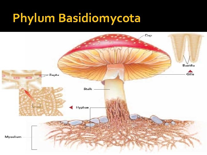 Phylum Basidiomycota 