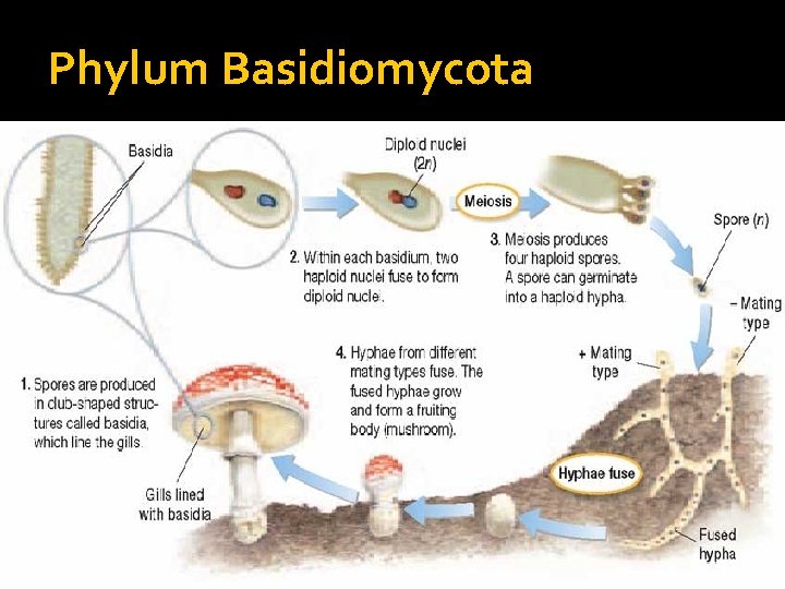 Phylum Basidiomycota 