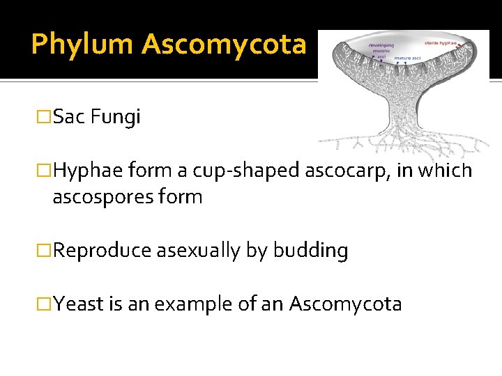 Phylum Ascomycota �Sac Fungi �Hyphae form a cup-shaped ascocarp, in which ascospores form �Reproduce