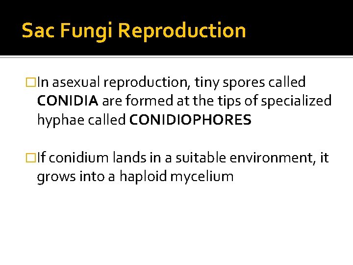 Sac Fungi Reproduction �In asexual reproduction, tiny spores called CONIDIA are formed at the