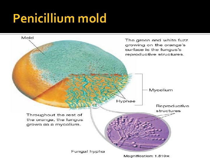 Penicillium mold 