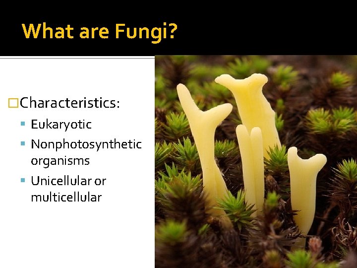 What are Fungi? �Characteristics: Eukaryotic Nonphotosynthetic organisms Unicellular or multicellular 