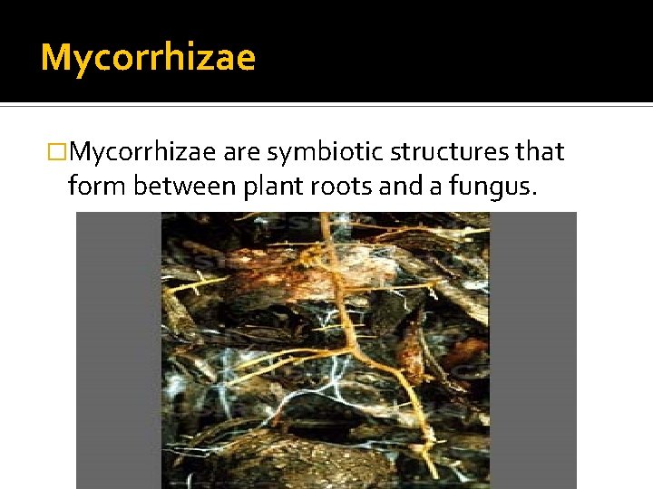 Mycorrhizae �Mycorrhizae are symbiotic structures that form between plant roots and a fungus. 