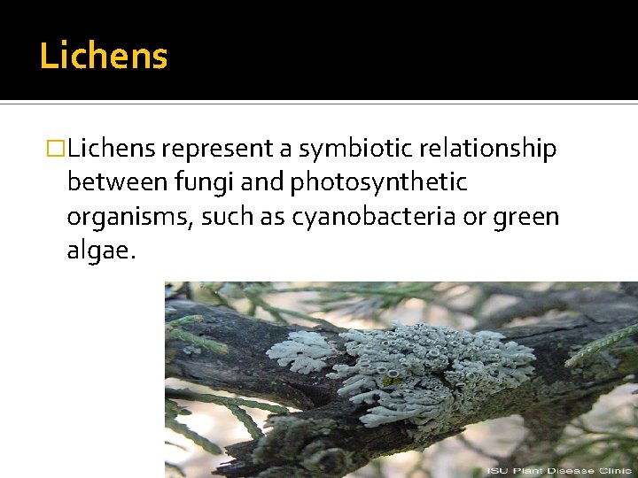 Lichens �Lichens represent a symbiotic relationship between fungi and photosynthetic organisms, such as cyanobacteria