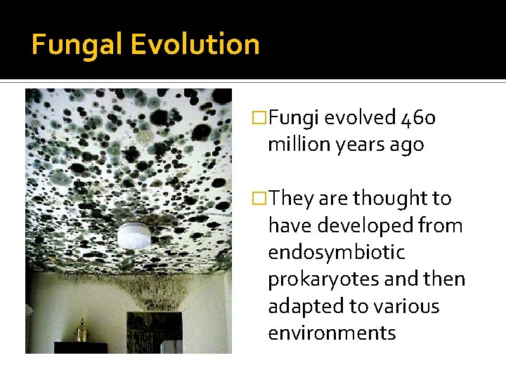 Fungal Evolution �Fungi evolved 460 million years ago �They are thought to have developed