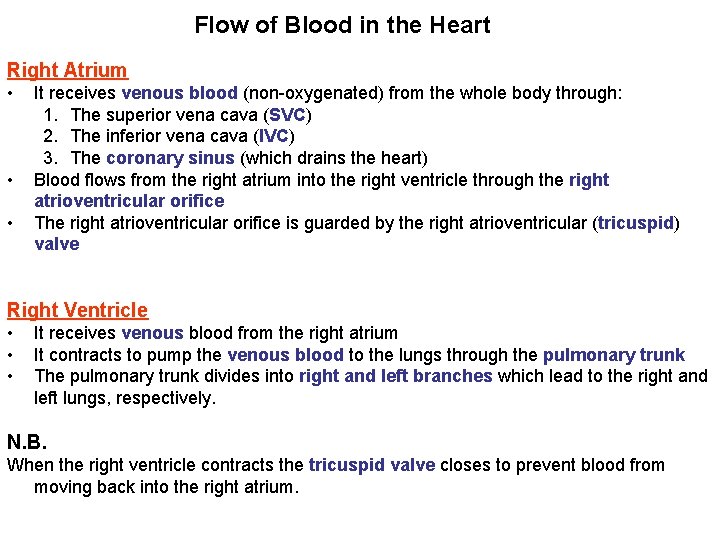 Flow of Blood in the Heart Right Atrium • • • It receives venous