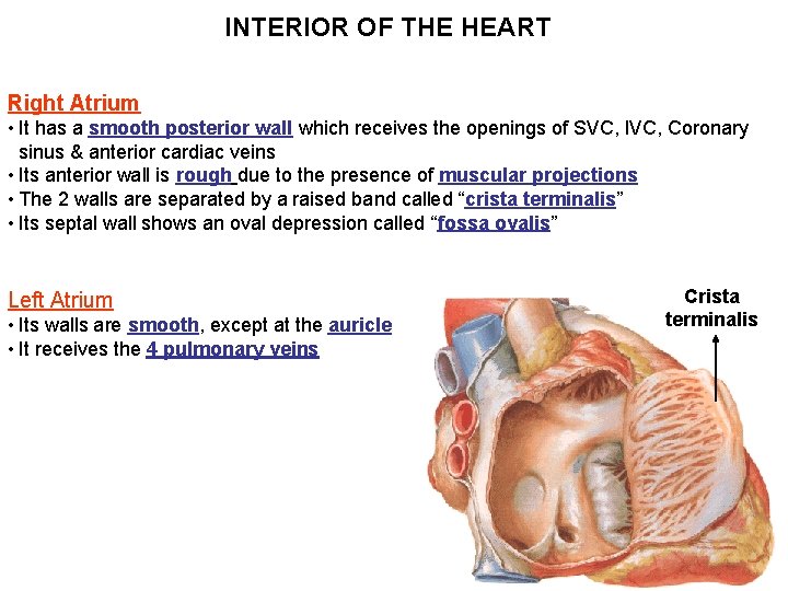 INTERIOR OF THE HEART Right Atrium • It has a smooth posterior wall which