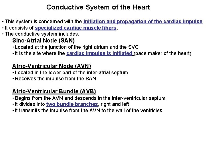 Conductive System of the Heart • This system is concerned with the initiation and