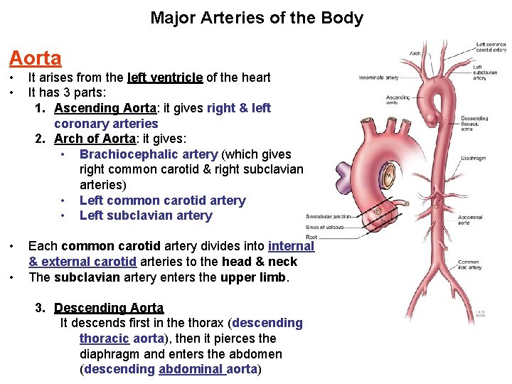 Major Arteries of the Body Aorta • • It arises from the left ventricle