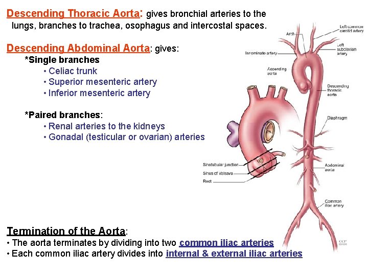 Descending Thoracic Aorta: gives bronchial arteries to the lungs, branches to trachea, osophagus and