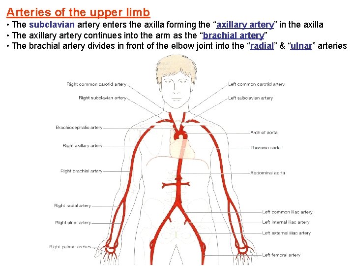 Arteries of the upper limb • The subclavian artery enters the axilla forming the