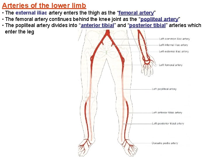 Arteries of the lower limb • The external iliac artery enters the thigh as