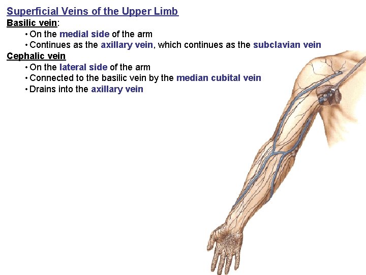 Superficial Veins of the Upper Limb Basilic vein: • On the medial side of