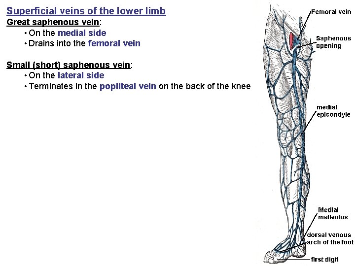 Superficial veins of the lower limb Great saphenous vein: • On the medial side
