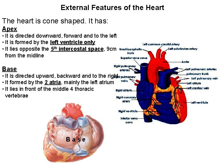 External Features of the Heart The heart is cone shaped. It has: Apex •
