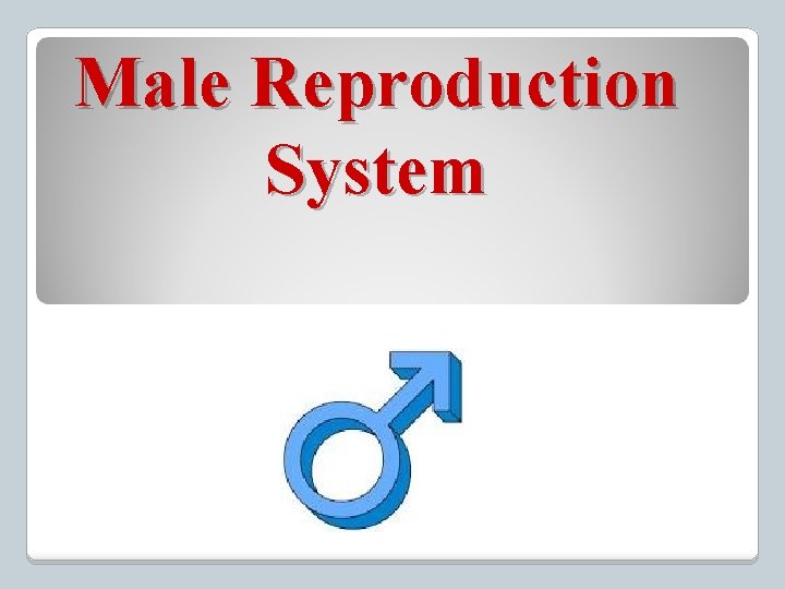 Male Reproduction System 