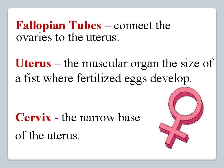  Fallopian Tubes – connect the ovaries to the uterus. Uterus – the muscular
