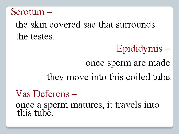 Scrotum – the skin covered sac that surrounds the testes. Epididymis – once sperm