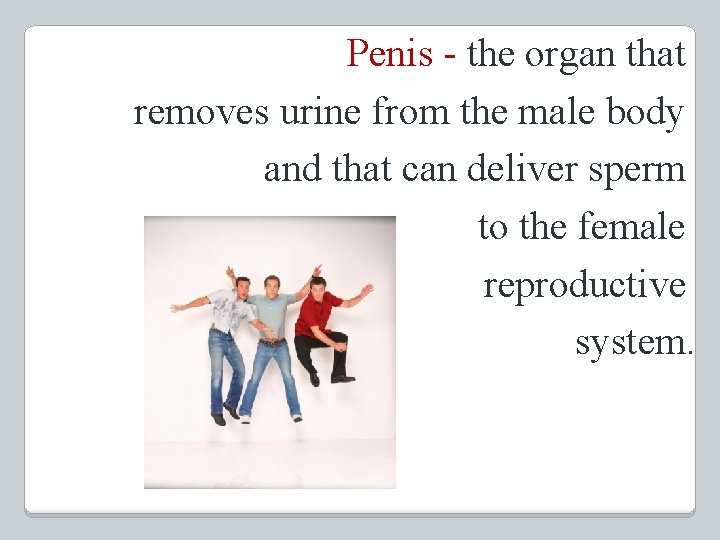 Penis - the organ that removes urine from the male body and that can