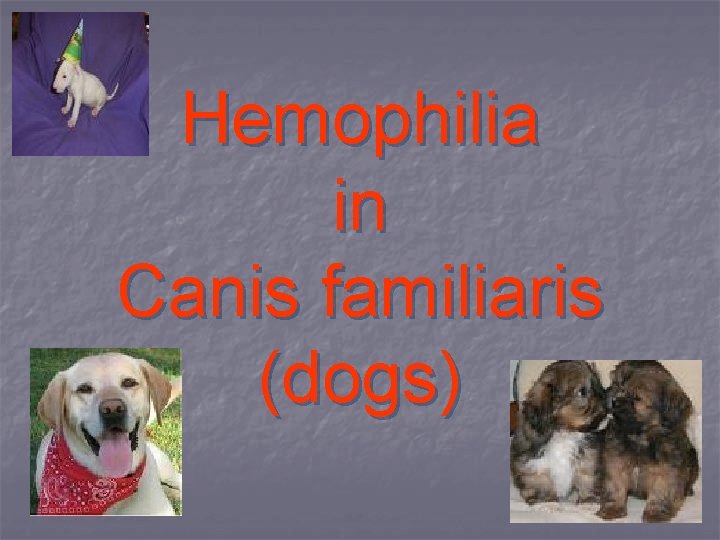 Hemophilia in Canis familiaris (dogs) 