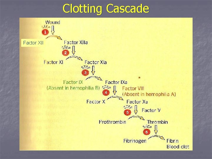 Clotting Cascade Factor XII 