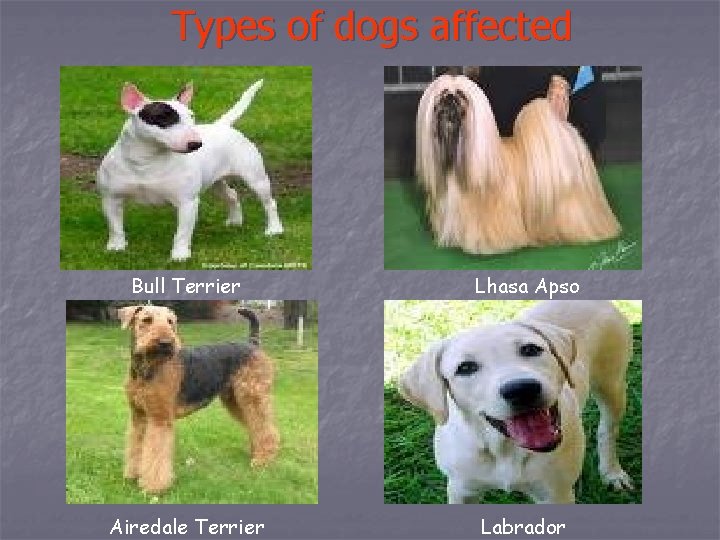 Types of dogs affected Bull Terrier Lhasa Apso Airedale Terrier Labrador 