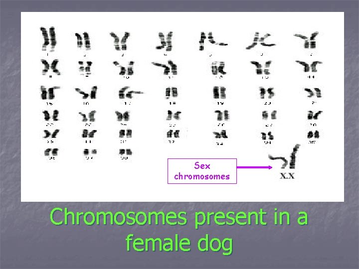 Sex chromosomes Chromosomes present in a female dog 