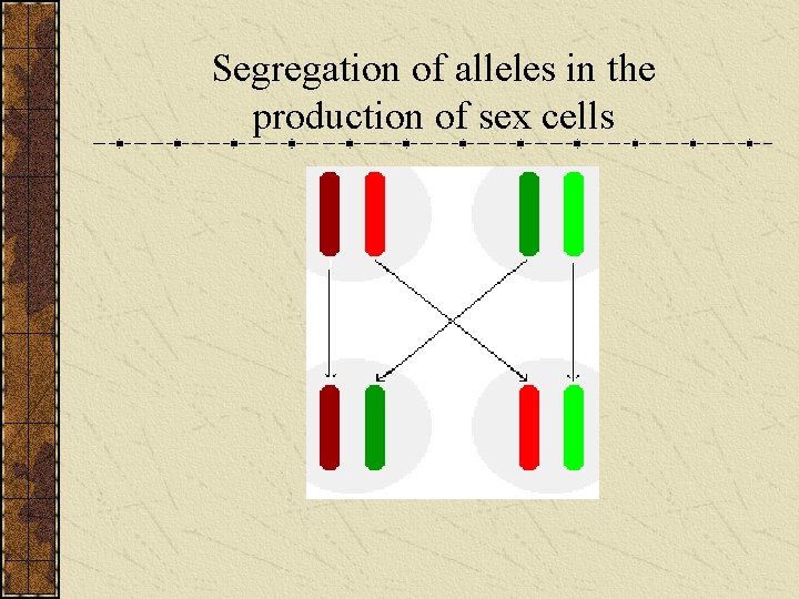 Segregation of alleles in the production of sex cells 