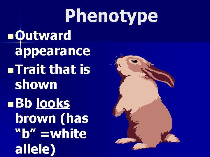 Phenotype n Outward appearance n Trait that is shown n Bb looks brown (has