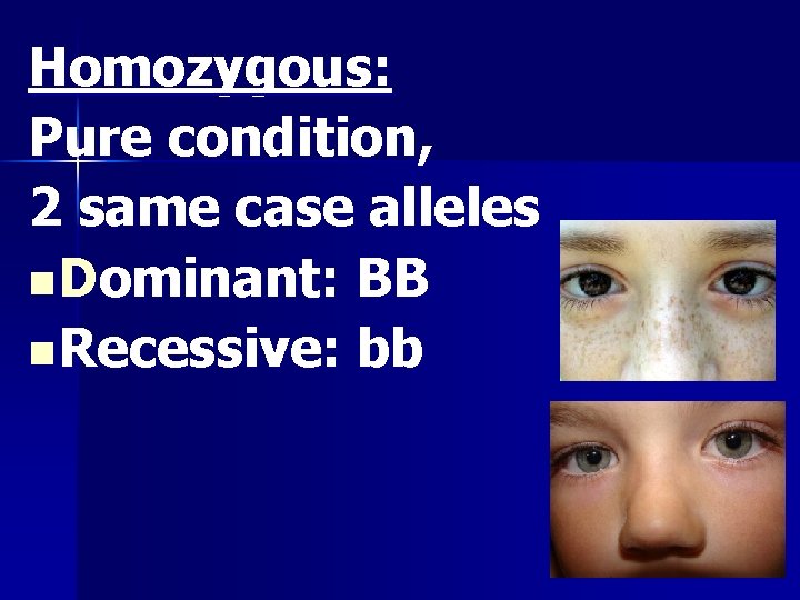 Homozygous: Pure condition, 2 same case alleles n Dominant: BB n Recessive: bb 