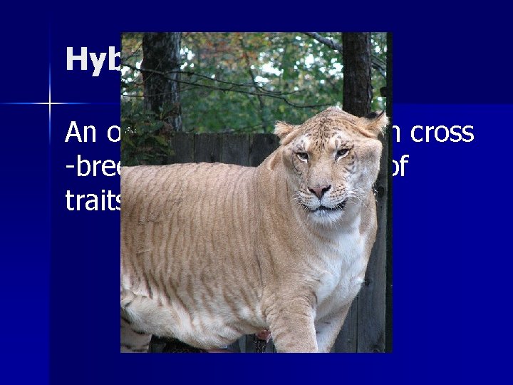 Hybrid: An offspring resulting from cross -breeding. The blending of traits. 