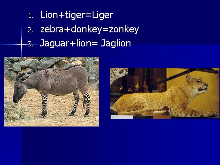 1. 2. 3. Lion+tiger=Liger zebra+donkey=zonkey Jaguar+lion= Jaglion 