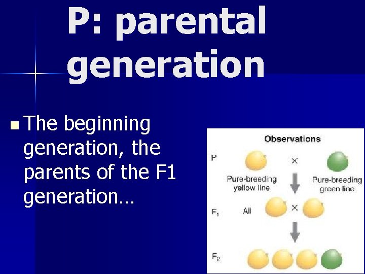 P: parental generation n The beginning generation, the parents of the F 1 generation…