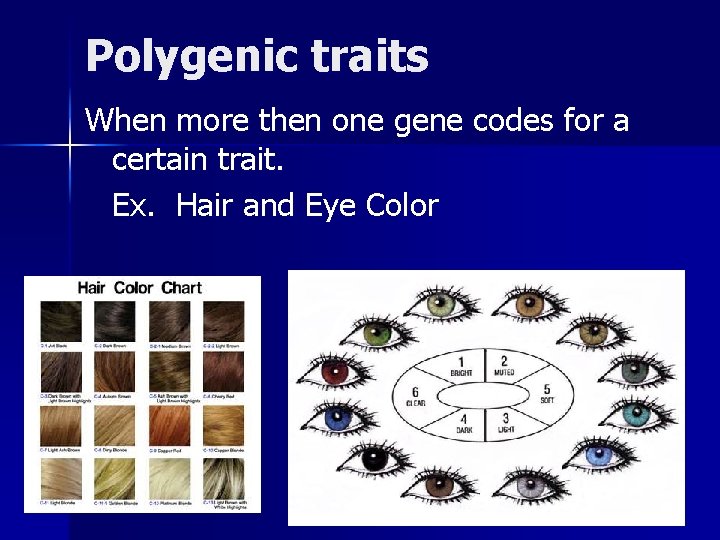 Polygenic traits When more then one gene codes for a certain trait. Ex. Hair