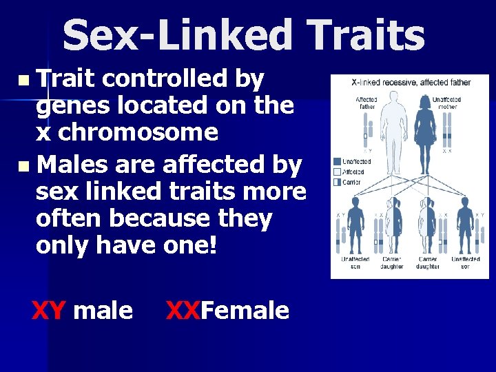 Sex-Linked Traits n Trait controlled by genes located on the x chromosome n Males